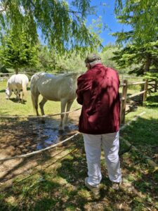 Séance de médiation équine et bien-être avec les chevaux